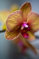 Honey Orchid 